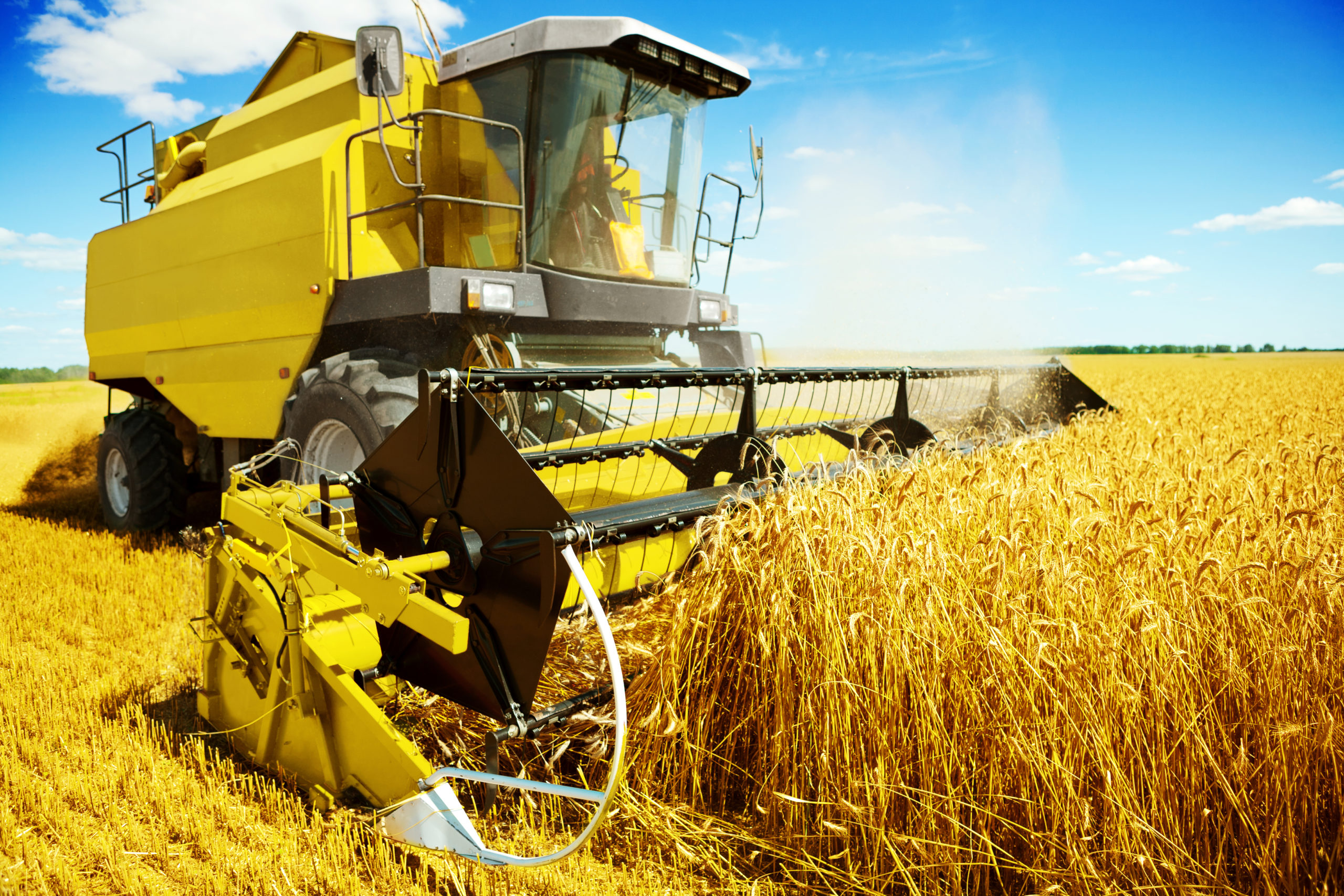 Bright yellow combine harvester harvests wheat