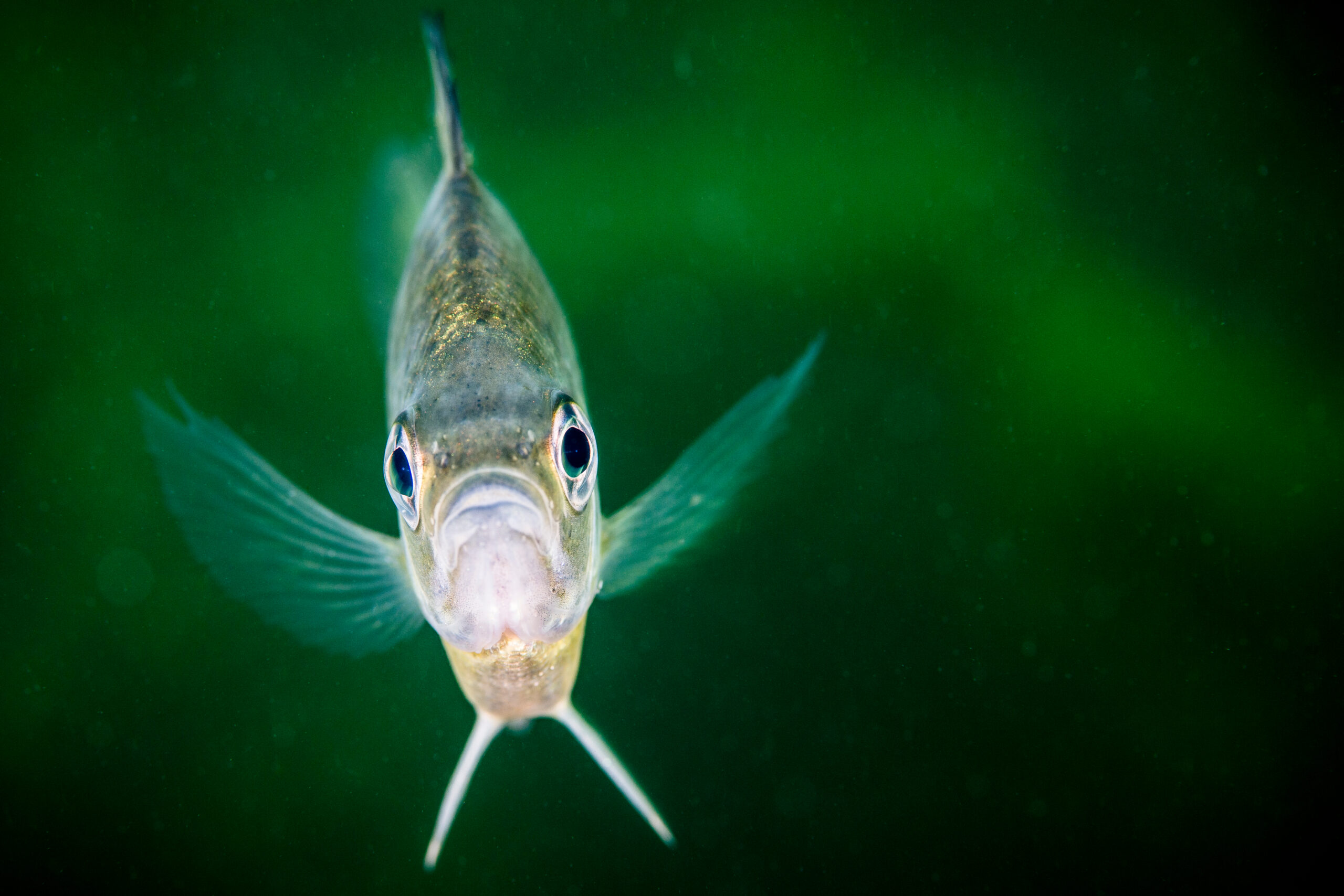 Using Birds, Fish, and Nature to Guide Advancements in Technology
